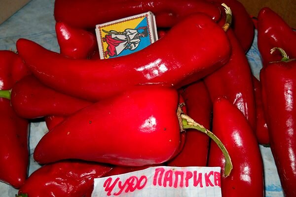 Перец сорт паприка отзывы фото