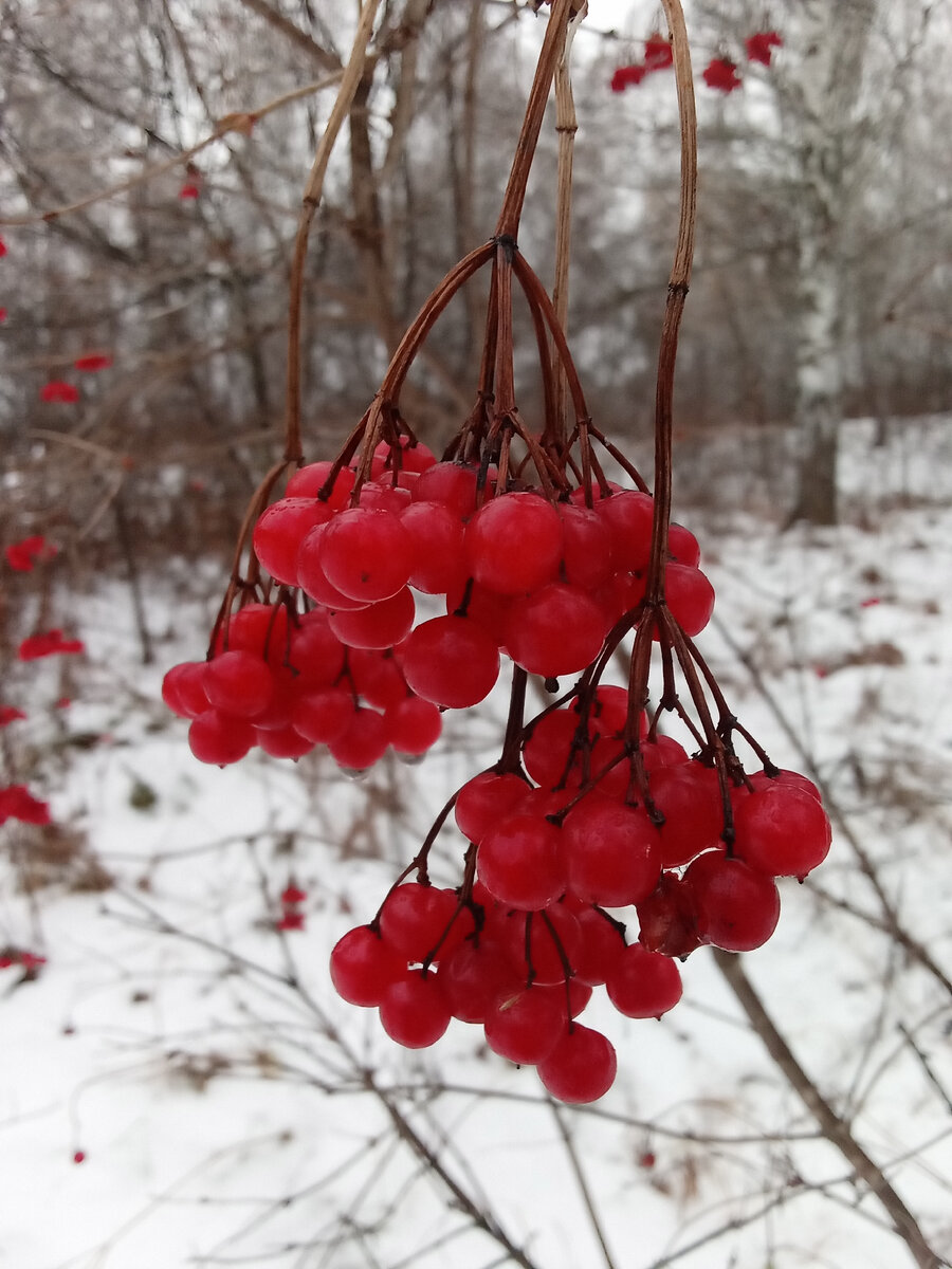 Ягоды калины в зименм лесу. Фото автора