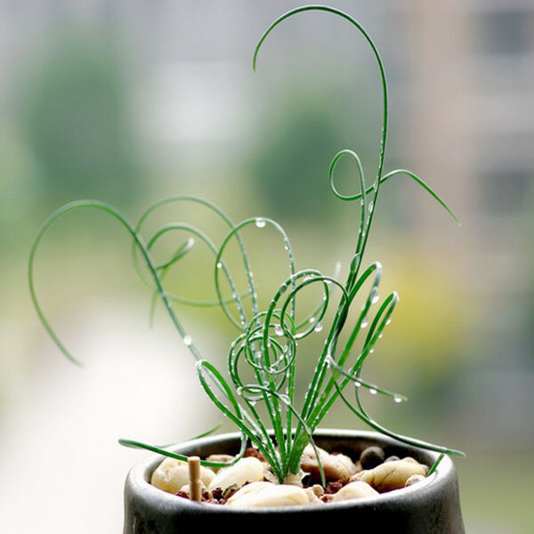 "Живые спиральки" альбуки

При первом взгляде на эти странные зеленые «спиральки» возникает устойчивая ассоциация с пружинкой или штопором. А между тем, это самые настоящие листья удивительного растения Альбука спиральная, которое одновременно относится и к луковичным растениям, и к суккулентам!

Многострадальные растения рода Альбука (Albuca) впервые были описаны сыном Карла Линнея еще в 1782 году. С тех самых пор ботаники «ломали копья» в тщетных попытках прийти к консенсусу по поводу того, к какому же семейству отнести эти растения. Вначале альбуки определили в семейство Лилейных (Liliaceae), затем они перекочевали в отдельное семейство Гиацинтовых (Hyacinthaceae) и, наконец, после долгих баталий были отнесены к семейству Спаржевых (Asparagaceae), где и пребывают по настоящее время.

Альбуки – практически эндемичные растения Южной Африки, где их называют temaraka, лишь отдельные виды произрастают в тропической Африке и на Аравийском полуострове. В природе известно более 120 видов альбуки, которые встречаются не только в лесах и среди зарослей кустарников, но и в полупустыне, и даже в гористых районах, на высоте до 2 300 м над уровнем моря. В качестве комнатных растений чаще всего встречаются Альбука прицветниковая, Альбука канадская, Альбука Нельсона. 

Альбука спиральная – многолетнее луковичное растение высотой 15-20 см. Наиболее примечательная особенность этого вида альбуки, несомненно, ее мясистые линейные листья, имеющие свойство закручиваться на концах в своеобразные «пружинки». Листья альбуки в количестве 10-20 штук собраны в прикорневую розетку, растущую из луковицы.

Молодые листочки вначале растут вертикально, и лишь потом, при благоприятных условиях, кончики их начинают «завиваться» - это способствует меньшему испарению влаги. Общая длина листьев, если их раскрутить, может достигать 30 см.

Листья альбуки спиральной, как и ее луковица, могут накапливать запасы воды, по этой причине растение относят также и к суккулентам.

Луковицы альбуки спиральной имеют округлую форму, слегка сплющены по высоте и покрыты толстыми зеленовато-белыми чешуйками. В природных условиях размер луковицы невелик, не более 5 см в диаметре и 2,5 см в высоту. Однако у окультуренных разновидностей они значительно крупнее – у популярного сорта «Frizzle Sizzle» («горячая завивка») диаметр луковицы около 8 см.

Цветет альбука спиральная весной, в апреле-мае. Вначале растение выбрасывает короткую, мощную стрелку, которая постепенно вытягивается и может достичь длины до 60 см:

Период цветения у альбуки длится до 10 недель.

Поникающие цветы альбуки спиральной образуют рыхлую кисть, их диаметр около 3 см. Колокольчатая форма цветка достаточно красива: три наружные лепестка расправлены наподобие лопастей вертолетного винта, а три внутренние плотно сжаты и прикрывают пестик и тычинки. Окрас венчика у альбуки спиральной обычно зеленовато-желтый, «лимонный». У некоторых разновидностей по центру желтого лепестка проходит зеленая полоса. Цветы альбуки спиральной имеет тонкий, сливочно-ванильный аромат, напоминающий запах кондитерских изделий. Интересно, что запахом обладают только виды альбуки с цветами желто-зеленой гаммы, белые цветы этих растений не пахнут.

Альбука спиральная относится к самоопыляющимся растениям. По окончании цветения образуется плод-коробочка с блестящими черными крупными семенами, до 5 мм длиной и 2 мм в ширину. Семена альбуки сохраняют всхожесть всего лишь полгода.

Альбука спиральная совсем недавно стала знакома нашим цветоводам-любителям, это еще довольно редкое растение. Учитывая, что данная альбука не выносит температуры ниже +5 С, у нас она может выращиваться в качестве комнатного растения.

Альбуке спиральной необходим яркий солнечный свет, ей подойдут южные и юго-западные окна. При коротком световом дне весной и осенью, либо при постоянном недостатке естественного освещения в комнате, растение дополнительно подсвечивают специальной фитолампой. В случае недостатка света листья альбуки закручиваться не будут и растение, скорее всего, не зацветет!

В теплое время года альбука спиральная прекрасно чувствует себя при температуре +25+28 С. Зимой растению необходима температура в пределах +10+15 С, с обязательным ночным понижением до +7+10 С – это залог обильного весеннего цветения.

Полив альбуке спиральной, как и другим суккулентам, требуется умеренный, при избытке влаги луковица растения легко загнивает. Поливают альбуку только после высыхания верхнего слоя почвы.

Поскольку альбуки – растения южного полушария, период покоя у них приходится на лето, по окончании цветения. В это время растение, в идеале, должно полностью сбросить листья! В таком случае полив растения прекращают до осени, когда луковицу альбуки пересаживают в свежую грунтосмесь, оставив не менее трети луковицы над поверхностью грунта, и постепенно возобновляют полив. Если растение игнорирует период отдыха и продолжает цвести, необходимо уменьшить полив, прекратить подкормку и повысить температуру воздуха в помещении с альбукой – так больше вероятности погрузить ее в «сон».

Подкармливают альбуку удобрениями для суккулентов с момента появления новых листьев и до окончания цветения.

Альбуке спиральной подходит готовая грунтосмесь для суккулентов, которую желательно еще дополнительно разбавить крупным песком, перлитом, кусочками угля. Основные требования к грунту – легкость и хорошая воздухо- и водопроницаемость. Поверхность грунта можно замульчировать мелкими камешками. Наличие хорошего дренажа в горшке с альбукой – необходимое условие.

Размножается альбука спиральная как семенами, так и дочерними луковичками-«детками». Осенью «детки» после отделения от материнской луковицы высаживают в неглубокий горшок с грунтосмесью для взрослых растений и начинают осторожный полив.

При размножении альбуки спиральной семенами их рассыпают по поверхности грунта, слегка прижимают, увлажняют и накрывают пленкой или стеклом. Оптимальная температура в мини-тепличке + 25+28 С. Увлажнять грунт и проветривать тепличку нужно ежедневно. Всходы появляются через 10-14 дней.

Сеянцы альбуки поливают очень осторожно, вокруг, чтобы вода на листочки не попадала. После формирования луковички сеянцы рассаживают в отдельные горшки, они зацветут через 3 года.

Альбука спиральная практически не поражается болезнями и вредителями.

Не самое простое в уходе растение из-за необходимости строго выдерживать температурный режим и оптимальную освещенность.

Однако красота и необычность альбуки спиральной с лихвой перекрывает затраченные усилия!