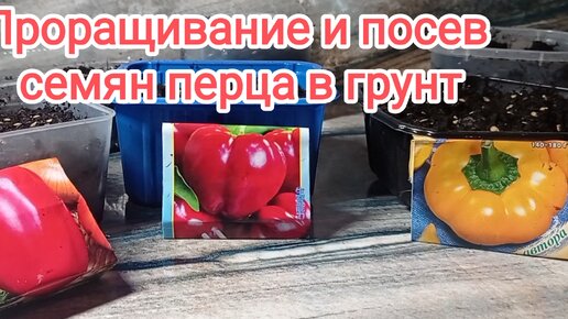 🌶Проращивание и посев семян перца🌶🌶Рассада на подоконнике🌶Начало посевной🌶