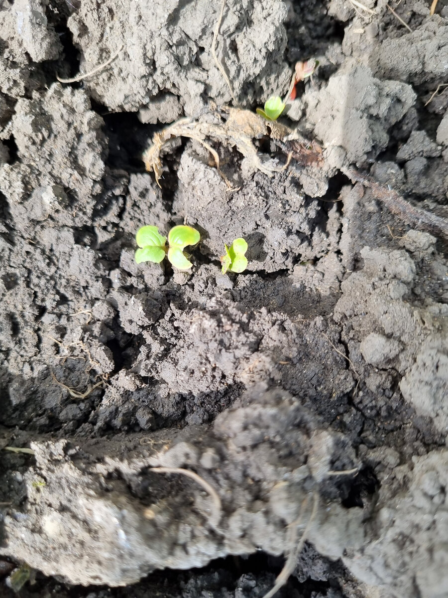 Дружные всходы малышей