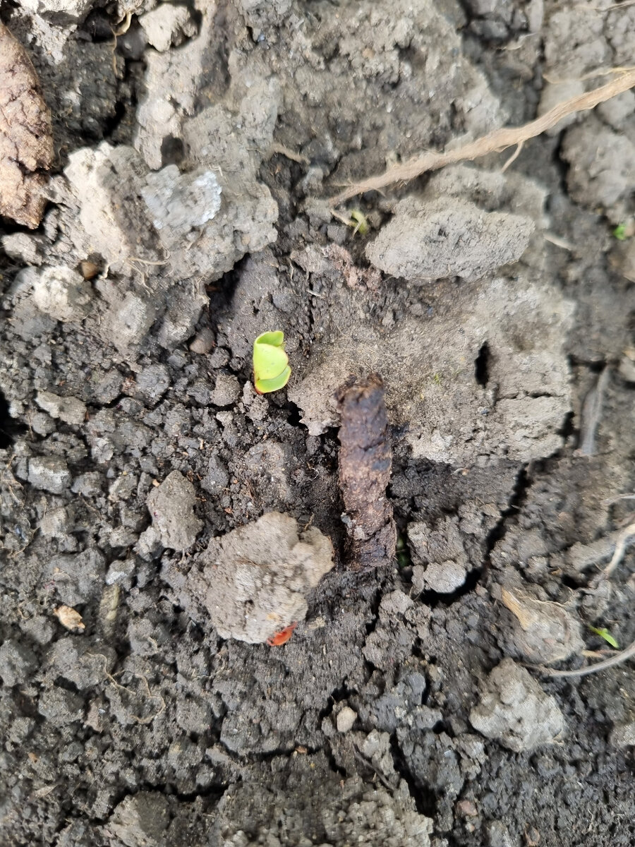 Еще не раскрыл семядольки