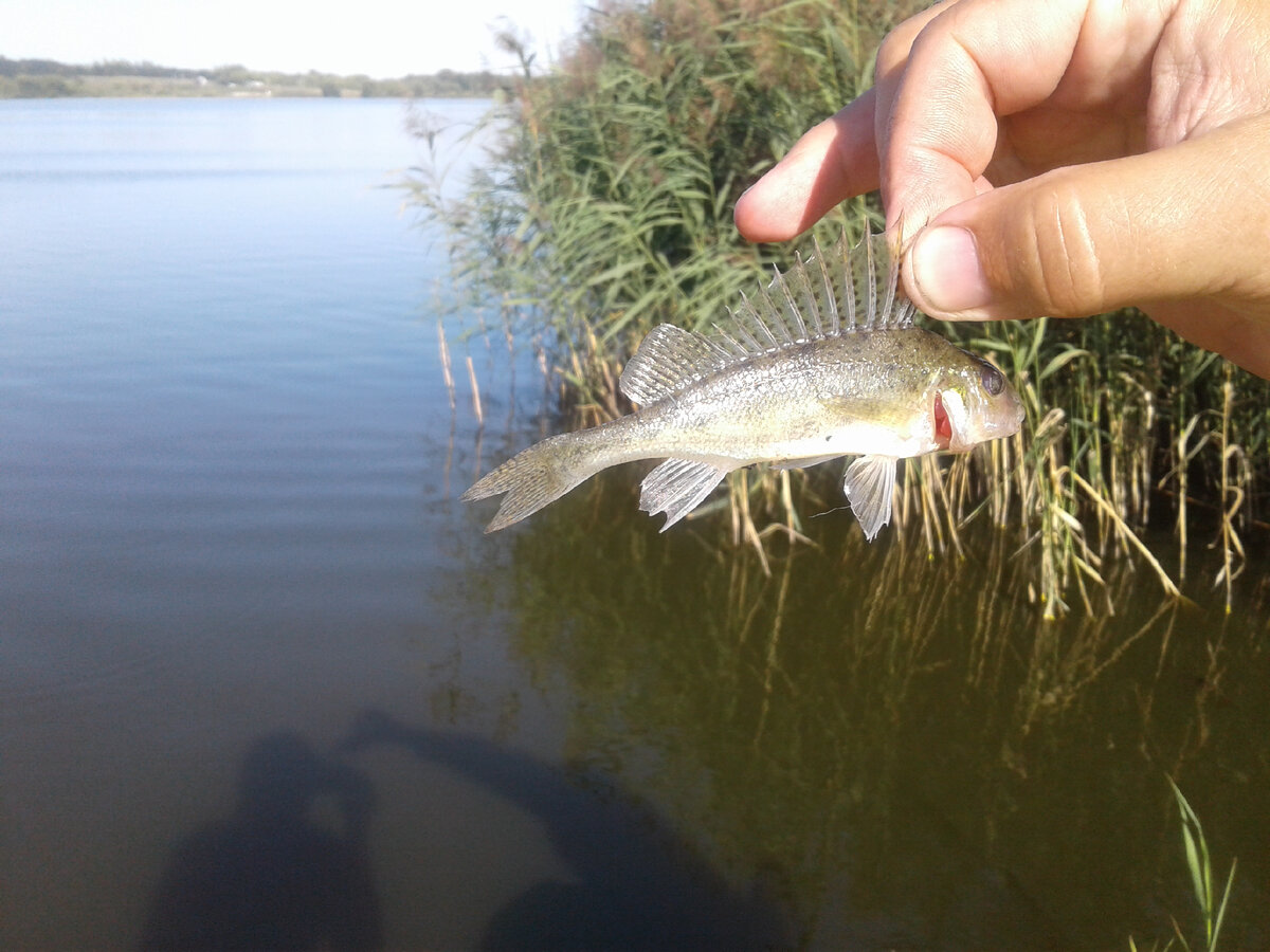 Ох. колючий!!!