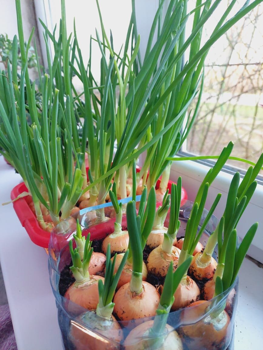Лук батун шалот. Лук шалот на зелень. Лук севок пророщенный. Лук батун изумрудный. Выращиваем лук-севок.