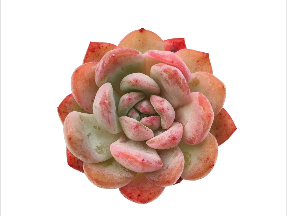Так выглядит взрослое растение Echeveria Starmark, фото из сети 