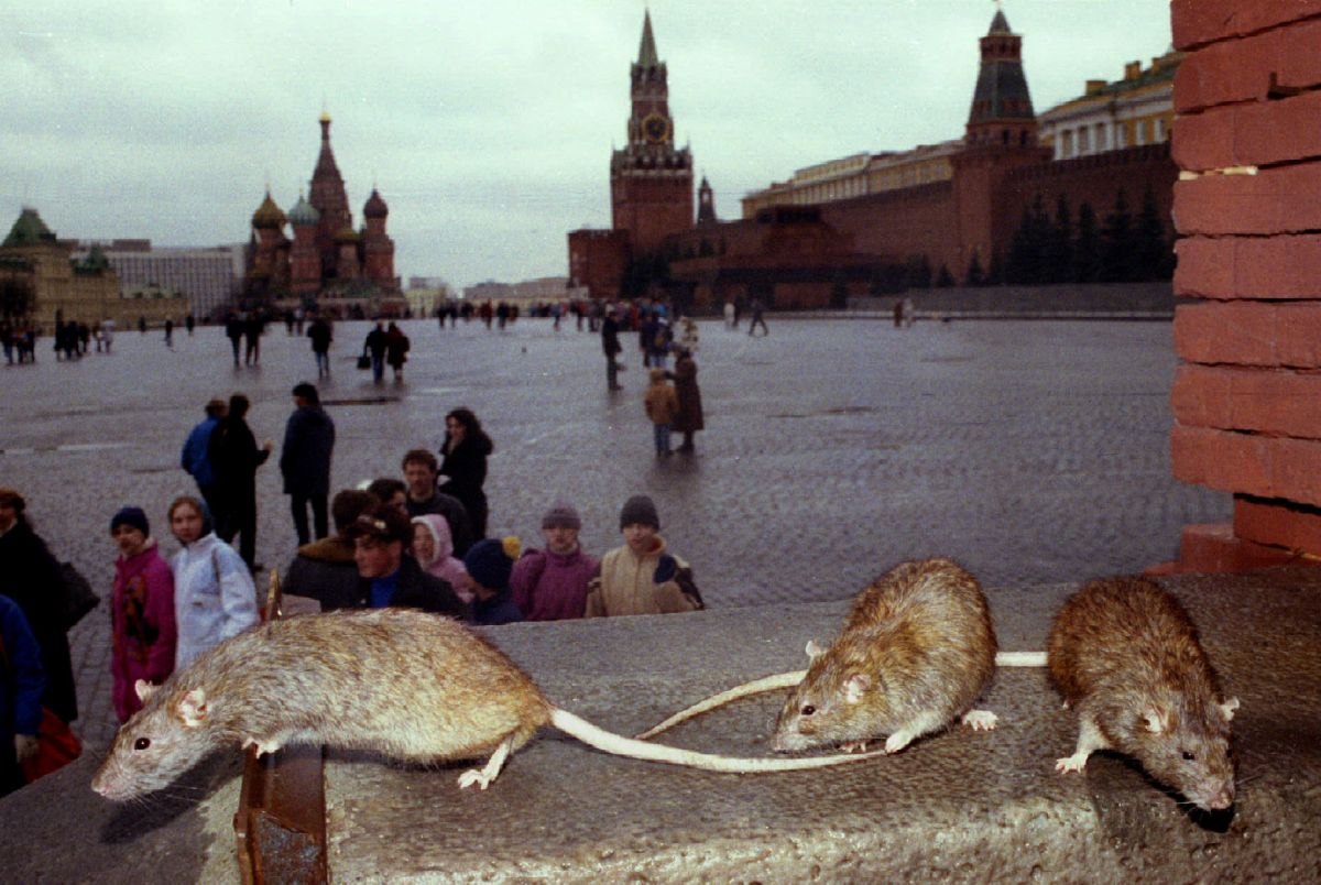 Крысы в метро москвы