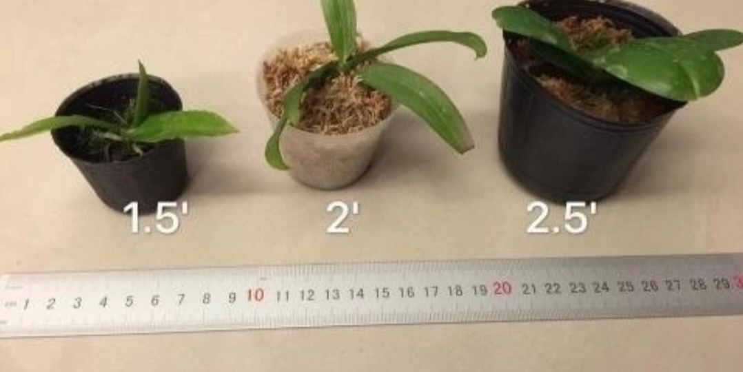 Размеры азиатских горшочков