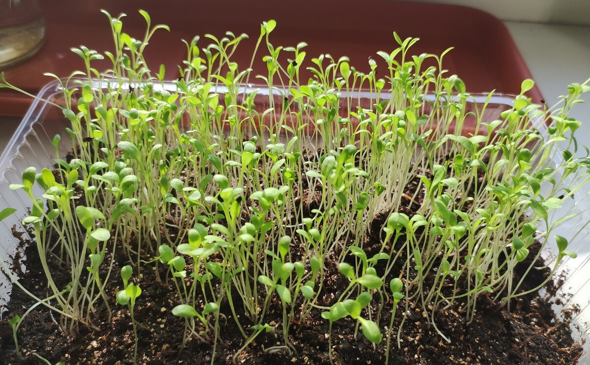 Сеянцы щавеля.