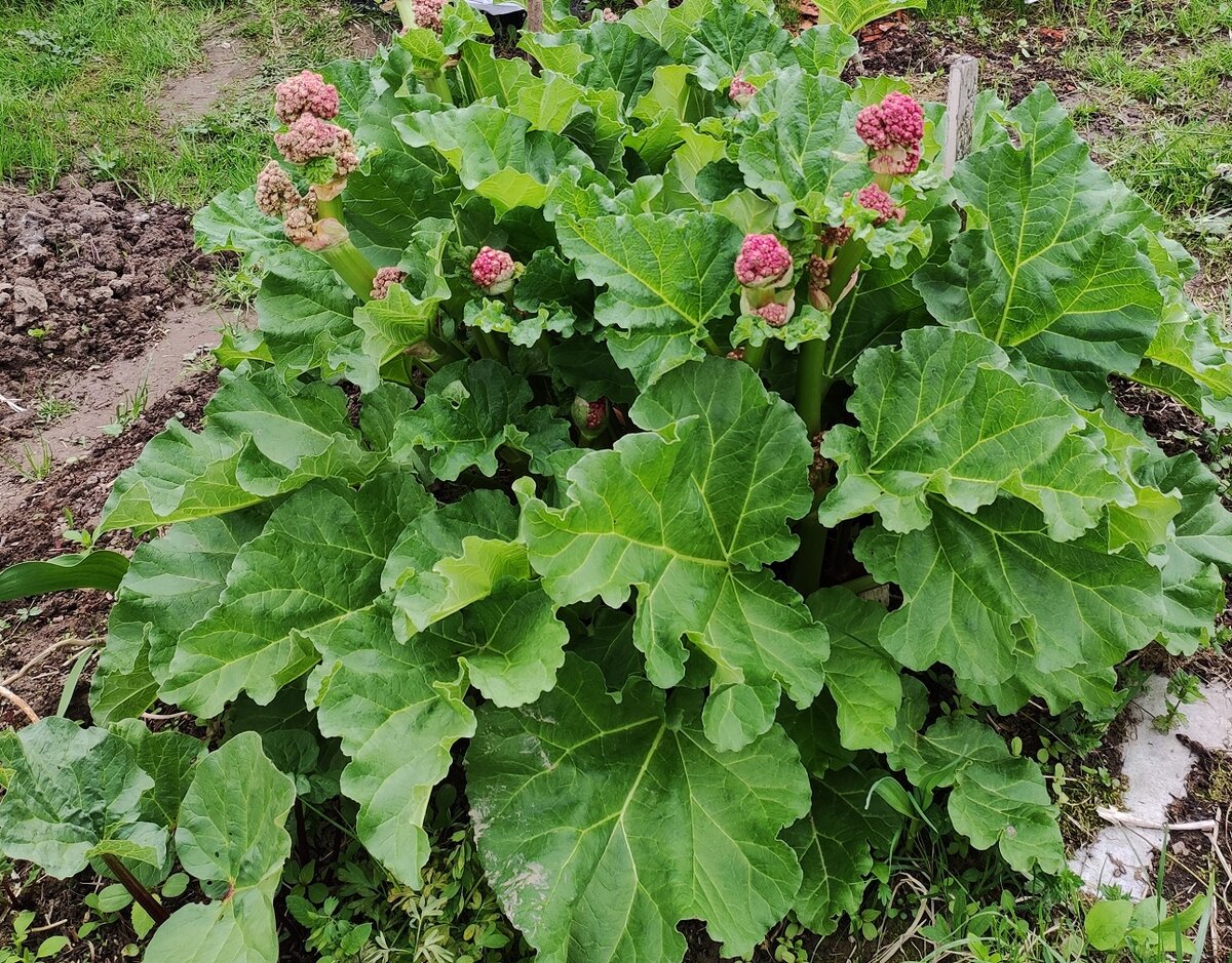 Мой любимый куст ревеня в мае.