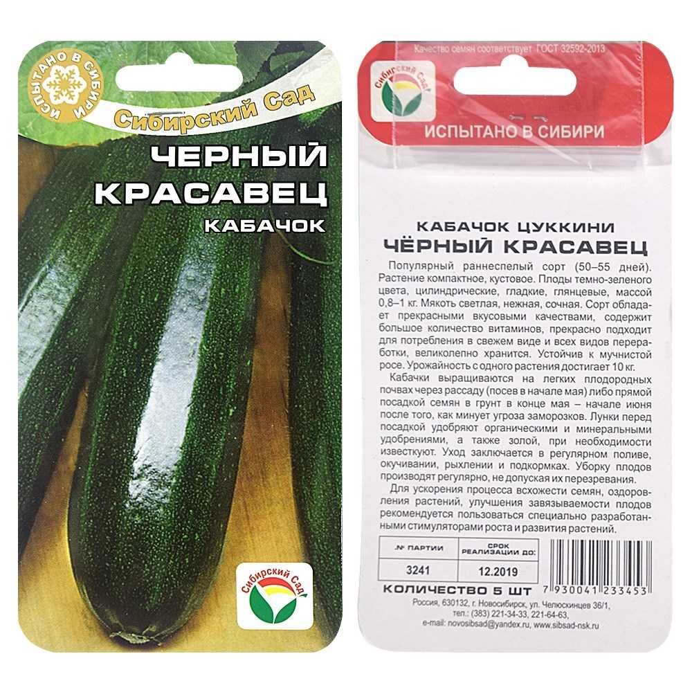 Кабачок черный красавец описание отзывы фото