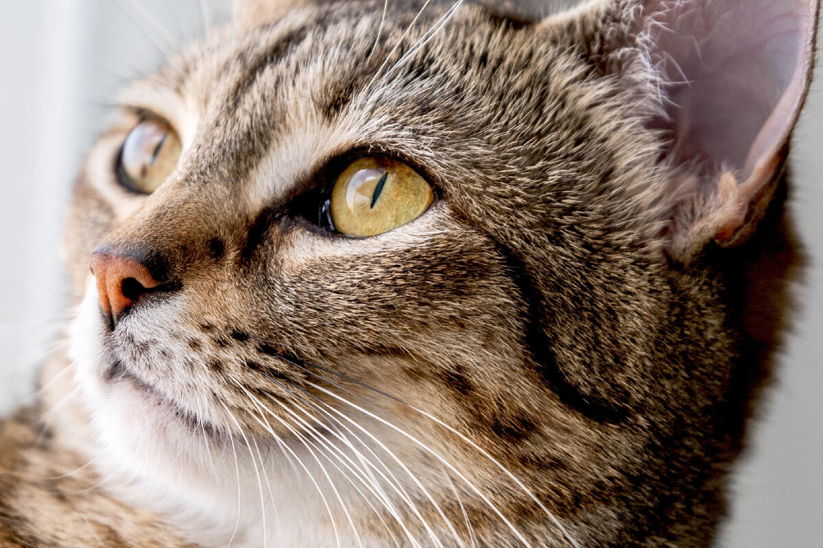 Что цвет глаз кошки может подсказать владельцу