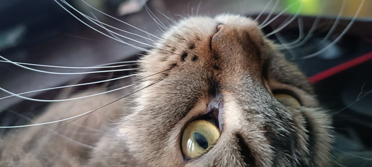 Я рядом с клавикотурой