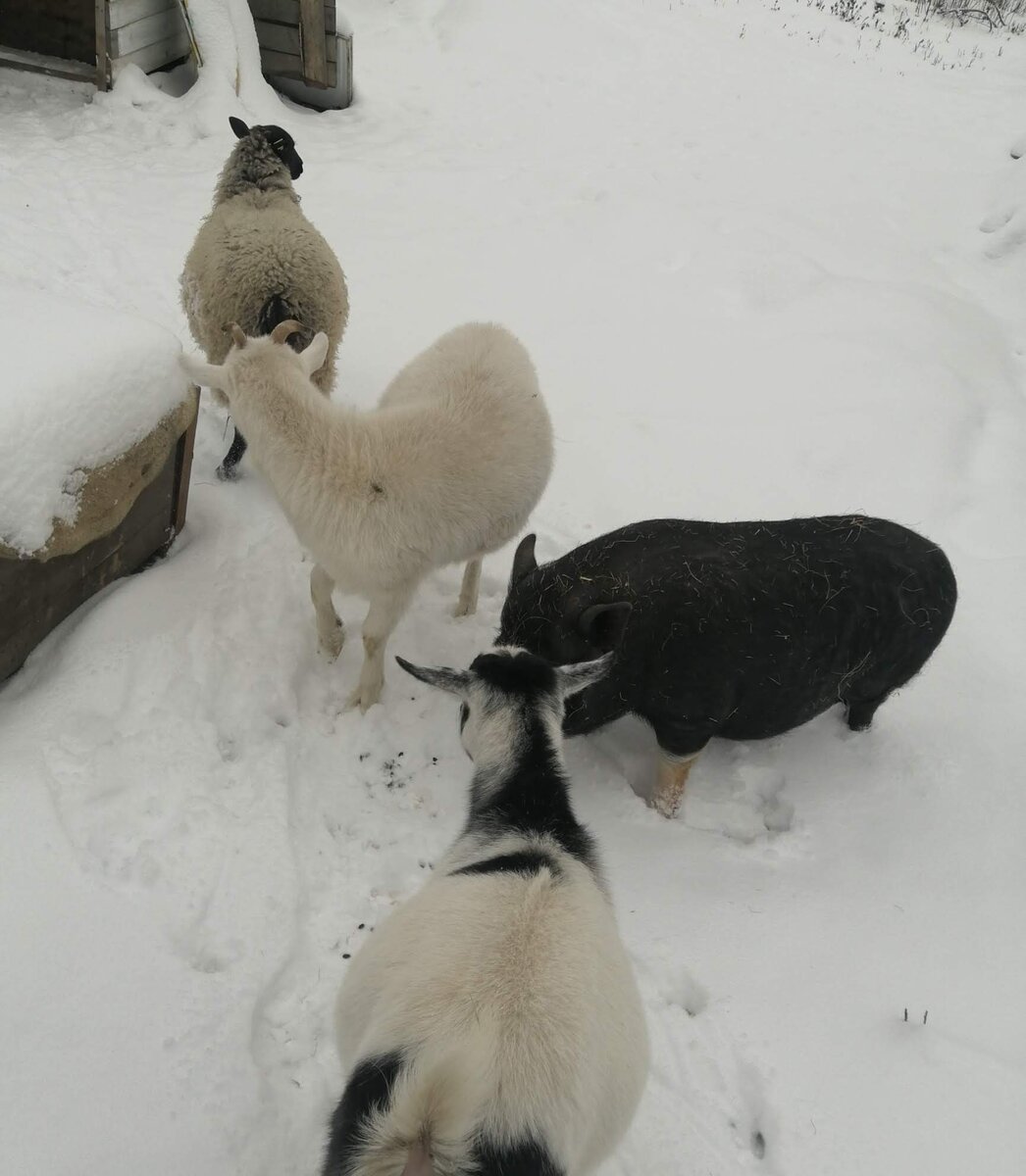 Фрея, Хрюня, Агата, Бэлла. 