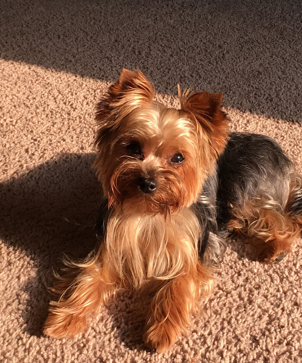 Йоркширский терьер