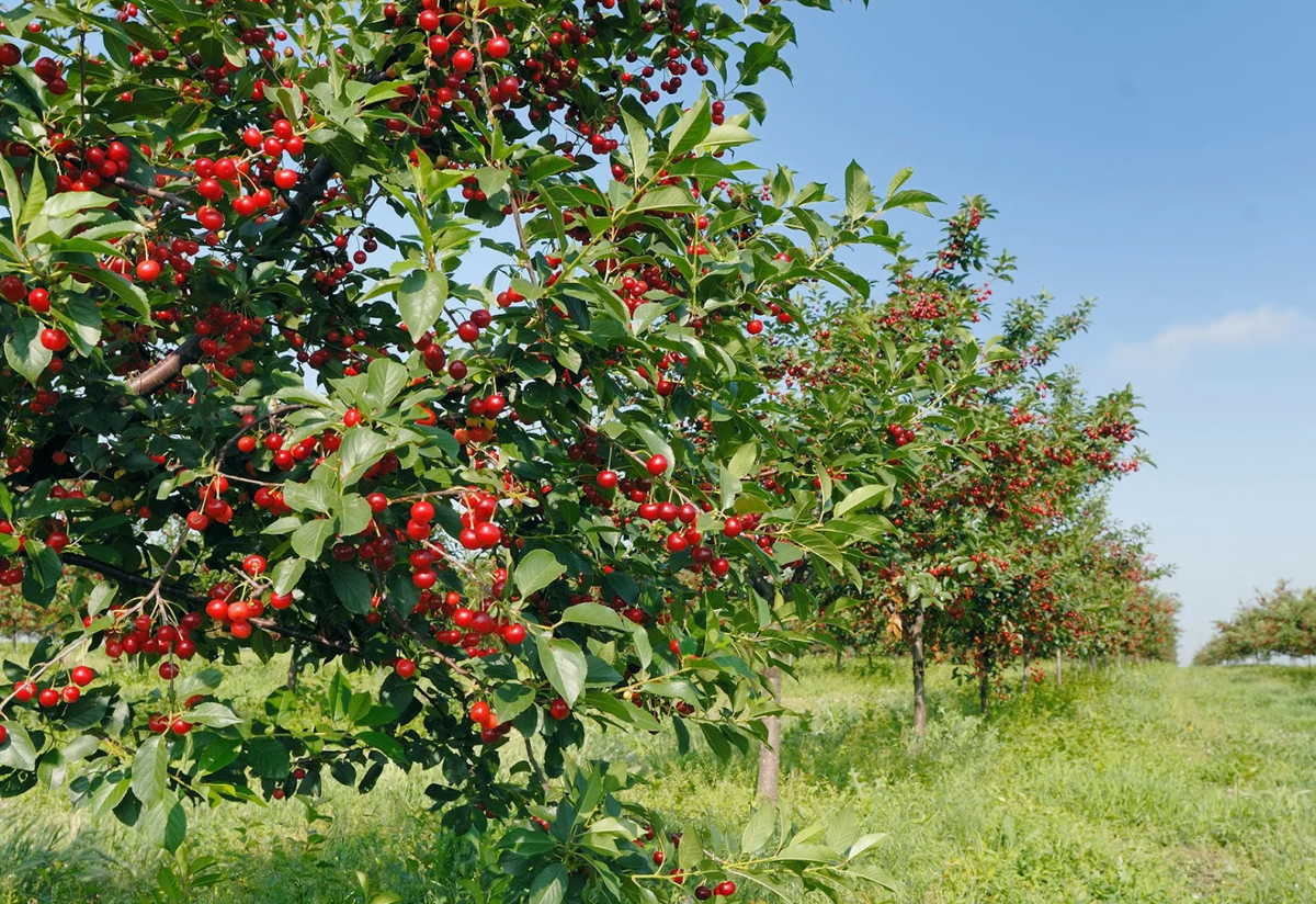 чехова (1903). комедия вишневый сад. вишневый сад декорации. вишнёвый сад красткое содержание. вишнёвый сад чехов краткое содержание.