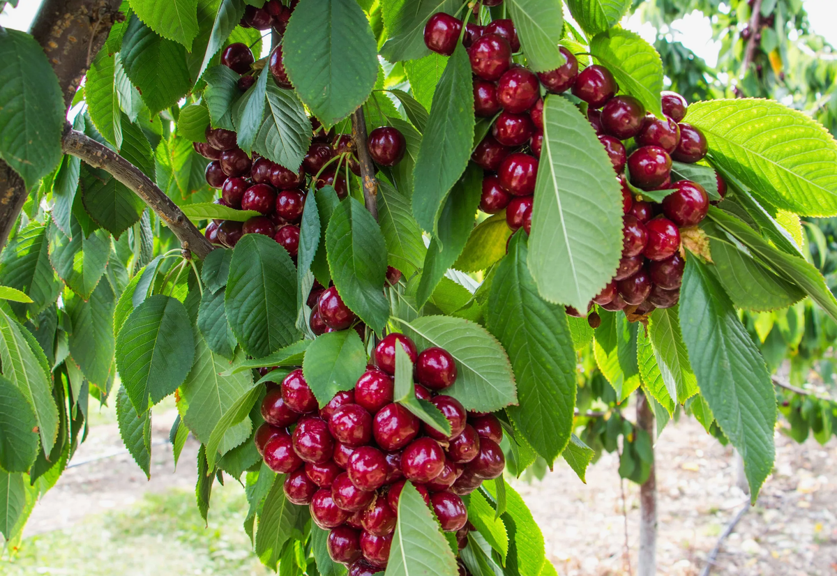 вишнёвый сад краткое содержание. цветущий черешневый сад. тема пьесы вишневый сад. цветущие деревья. вишневый сад очень.