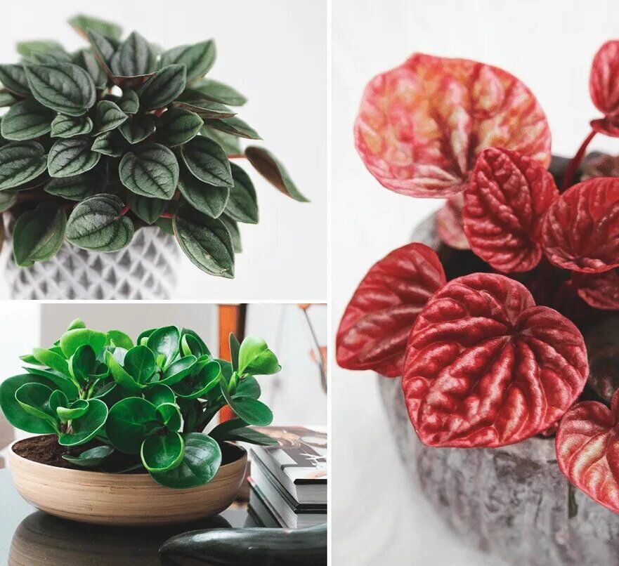 🌱Пеперомия (лат. Peperomia) — род многолетних вечнозелёных травянистых растений семейства Перцевые, отличающийся большим разнообразием видов. 
В природных условиях обитает в тропиках и субтропиках.
Для того, чтобы эта малышка радовала вас своим декоративным видом придётся строго следовать некоторым правилам ухода:
🔘Полив - НЕ переувлажняем грунт 
Важно следить за тем, чтобы грунт не был полностью сухим, но и не переувлажнённым. Между поливами дайте просыхнуиь почве почти до половины горшка, в верхнем и частично среднем слое, при этом сразу сливая выделившуюся воду.
Для полива отстоянная вода не подойдёт, так как пеперомия очень чувствительны к содержанию солей в воде. Лучше использовать не холодную отфильтрованную или кипяченую воду.
🔘Освещение - светлое место с защитой от прямых солнечных лучей

Пеперомия требует одинакового режима светового содержания в течение всего года.

Недостаток света можно компенсировать досветкой, которую увеличивают с октября к зиме, чтобы продолжительность светового дня составляла 12 часов.
🔘Влажность воздуха - дополнительно воздух НЕ увлажняем
Пеперомия не нуждается в дополнительном увлажнение (частое опрыскивание, увлажнители воздуха).
🔘Температура - любит тепло
Допустимый минимум — 16 градусов. Защищаем пеперомию от малейших сквозняков и перепадов температуры.
🔘Удобрение - без излишеств
Выбираем удобрения для декоративно-лиственных растений с повышенным содержанием азота.
Так как пеперомия имеет нежные корни, лучше избегать палочек и гранул удобрений длительного действия.
Самый безопасный вариант — разделить указанное производителем количество на несколько мини-порций и вносить чаще, чем 1 раз в 2 недели.
🔘Чистота - поддерживаем чистоту листьев и верхнего слоя грунта 

✅Гладкие листья протераем, а морщинистые сорта чистим кисточкой.
✅Верхний слой почвы меняем на свежий каждые полгода.
✅Поддон должен всегда быть чистым, без следов накипи или почвы.

🔘Пересадка 
Когда куст разрастается и корни осваивают всё пространство горшка, 1 раз в 2 года, летом или осенью.

