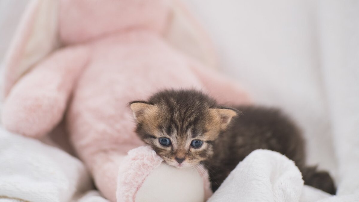 Источник: Unsplash