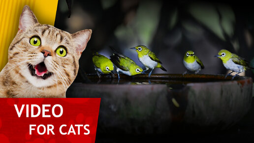 Видео для кошек - Купание Птичек в Тропиках (Мега видео для кошек!)