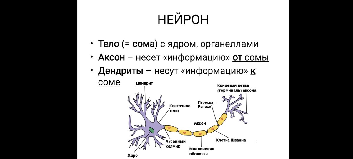 Строение нейрона