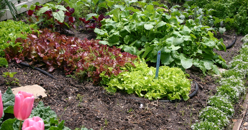 Активированный уголь - настоящая находка для садовода. Как применять и какого результата ждать