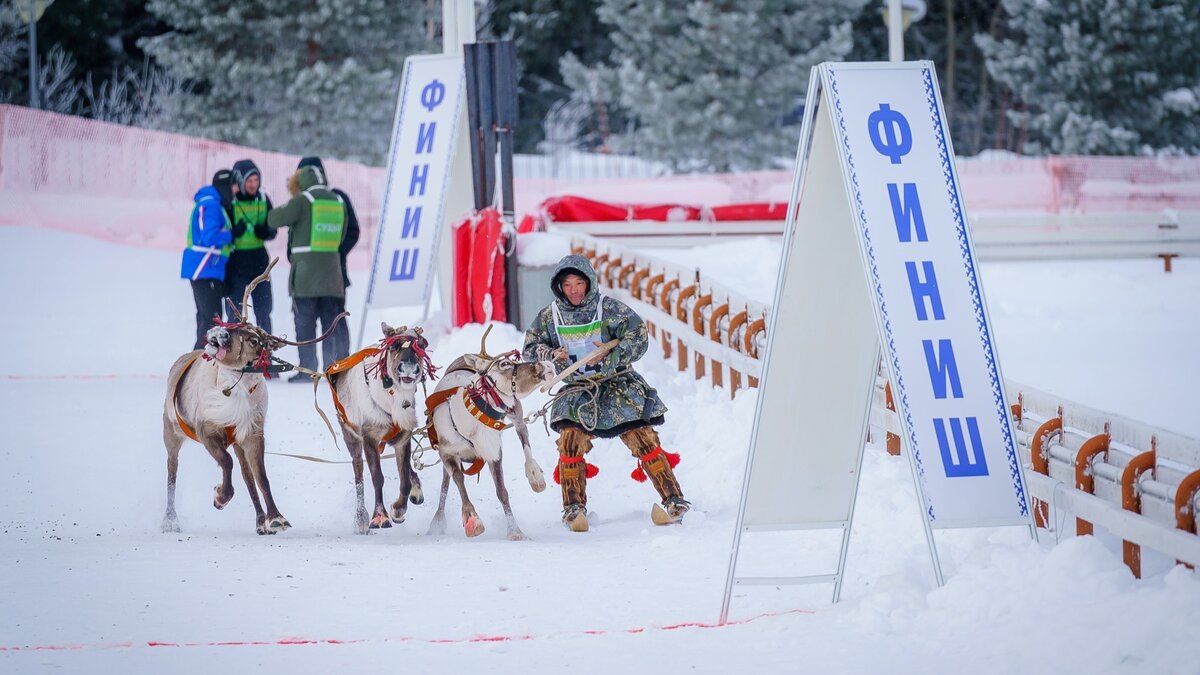    Лучшего оленевода выявили в Югре