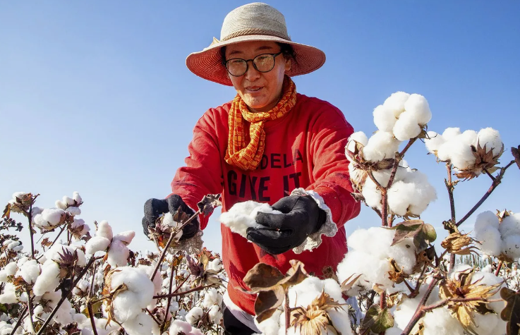 Европа осталась без китайского хлопка (фото с сайта zefirka.net)
