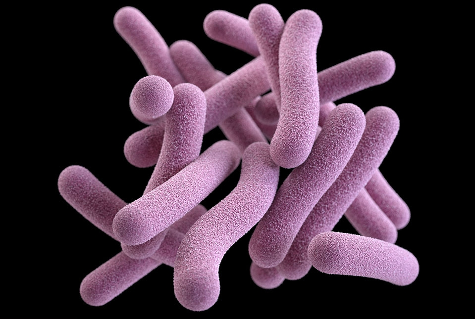 Mycobacterium tuberculosis. Иллюстрация: United States Centers for Disease Control and Prevention.