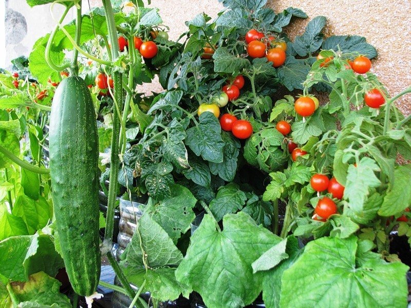 Можно ли выращивать томаты и огурцы в одной теплице?