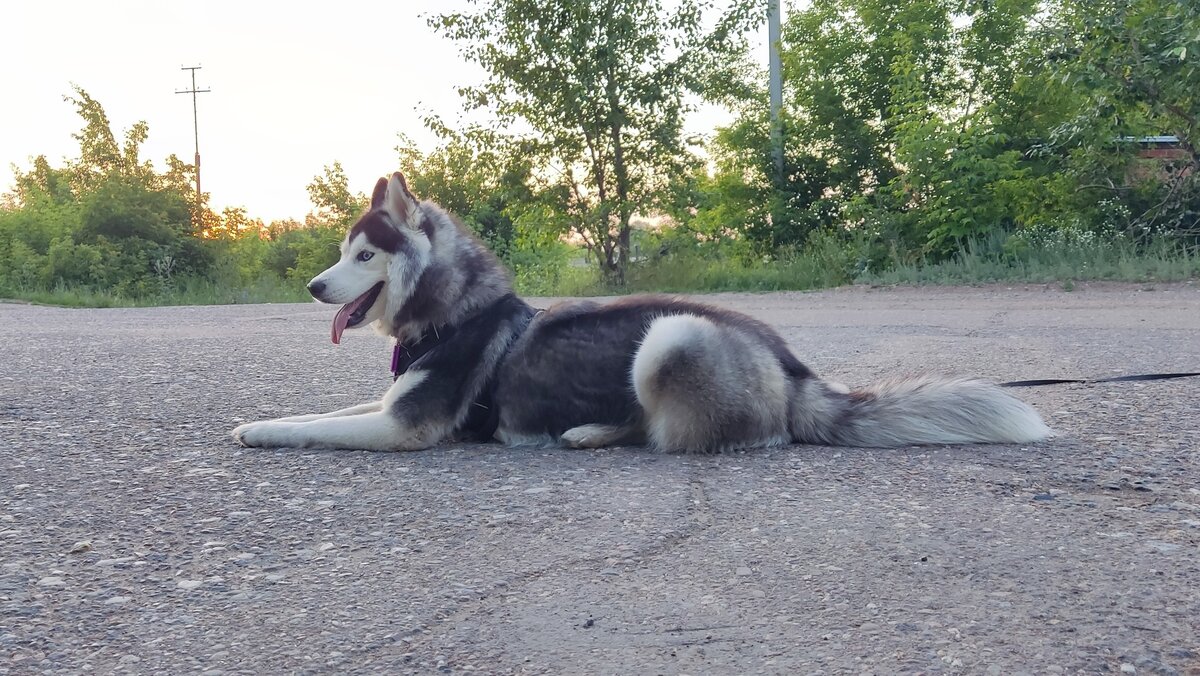 Хаски по имени Мани