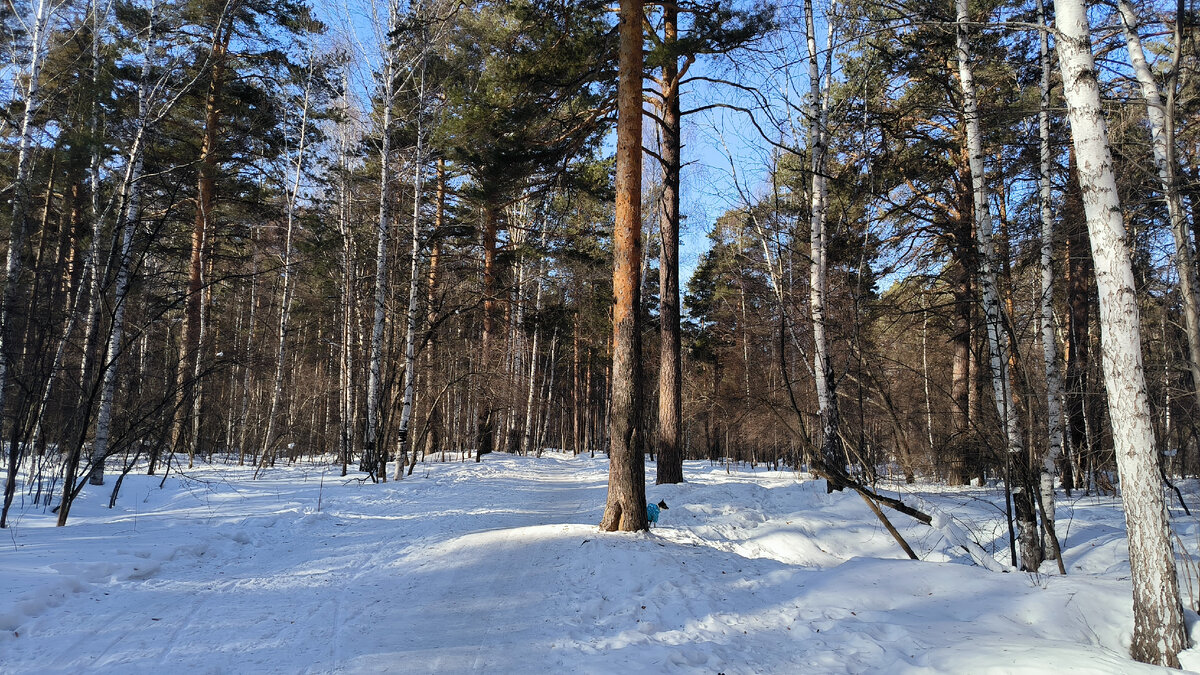 В лесу еще зима.