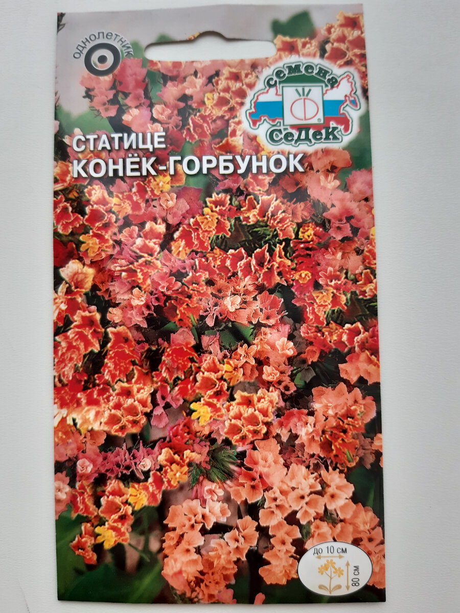 Наши семена статицы уже ждут посева
