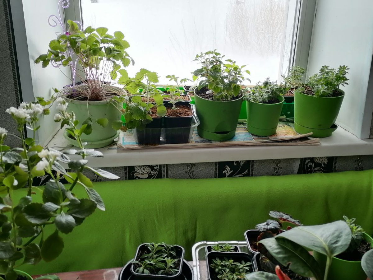 Самый светлый угол в доме, здесь всё в горшках