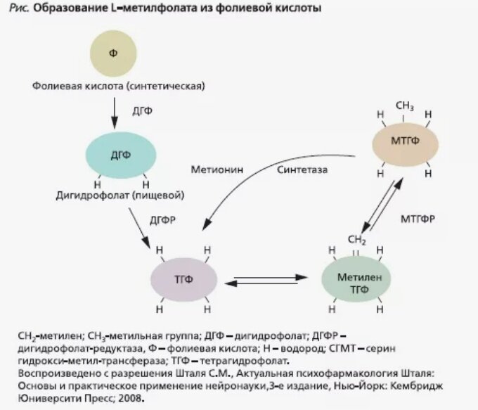 Метилфолаты. Обмен фолиевой кислоты в организме схема. Метилфолат метаболизм схема. Цикл фолиевой кислоты биохимия. Метаболизм фолиевой кислоты схема.