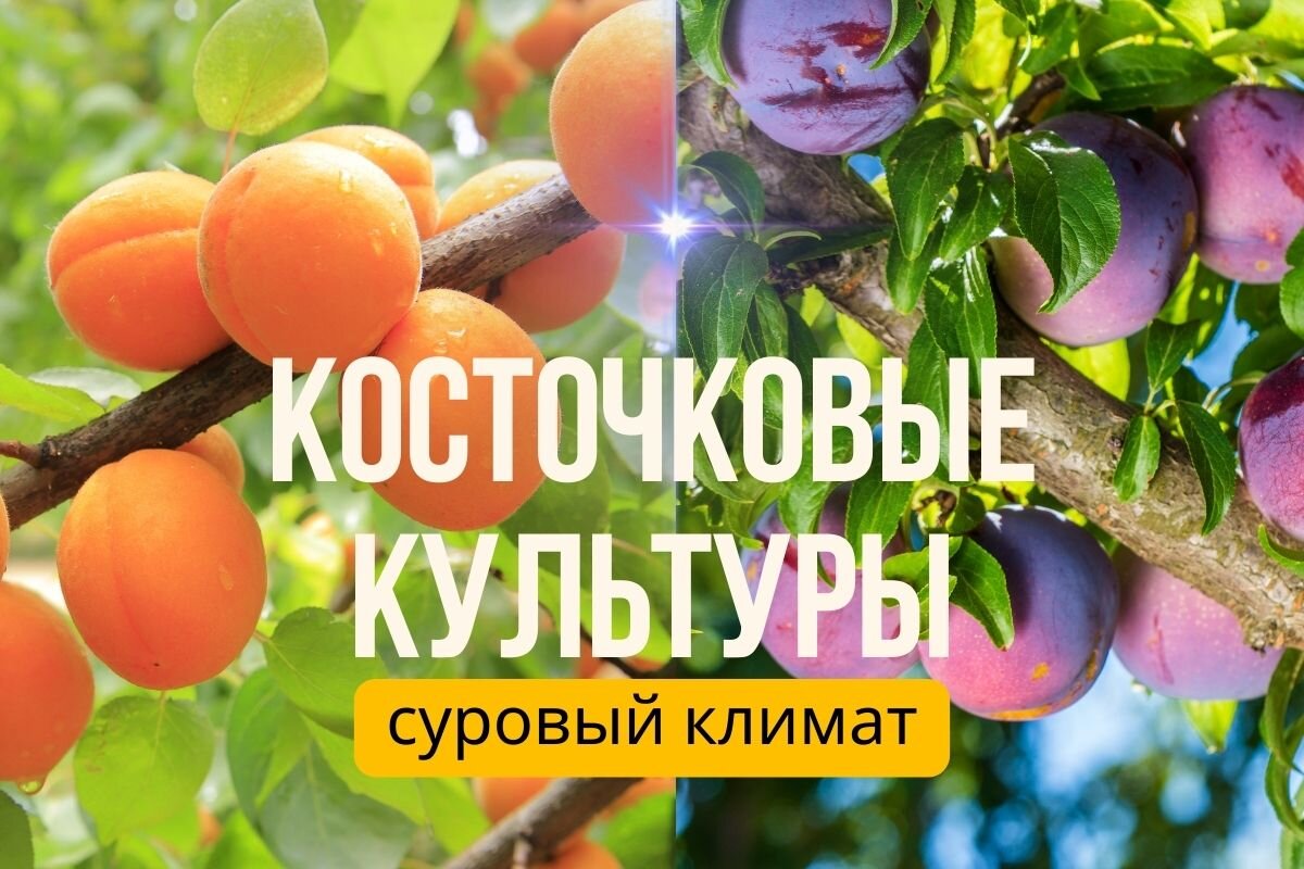Косточковые культуры в суровом климате