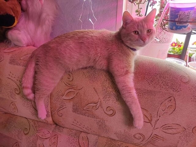 Сколько радости весна нам принесла! | Центр помощи кошкам «Муркоша» | Дзен