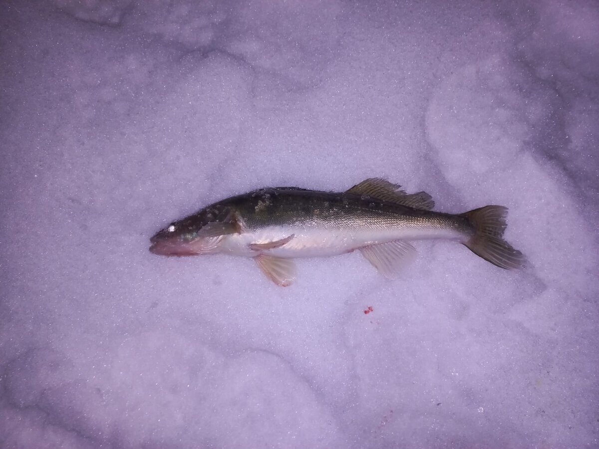 судак на водохранилище. зимняя рыбалка на судака. судак на джиг. судак на водохранилище. ловля судака на ириклинском водохранилище.