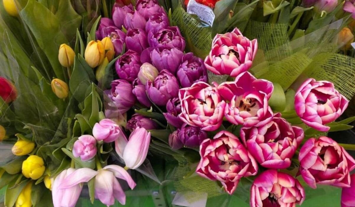     Цветы. Источник: ngs.ru Автор фото: Виктория Рыжих