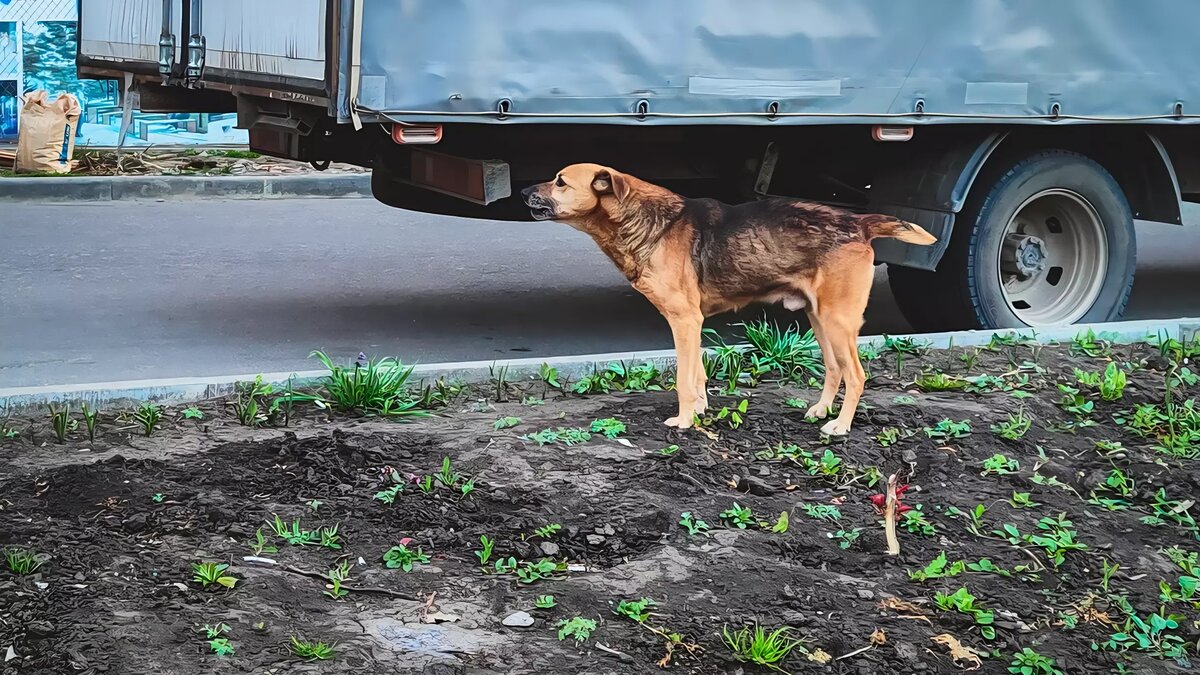     Бездомная собака напала на девочку, когда та возвращалась из школы. Пострадавшей потребовалась медицинская помощь.