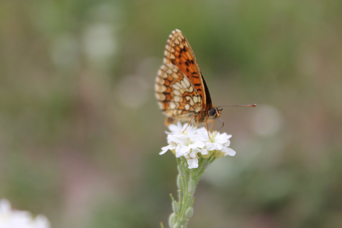 Тренируем глазные мышцы, следя за природными и объектами и живыми существами: приятно для души, полезно и для тела!