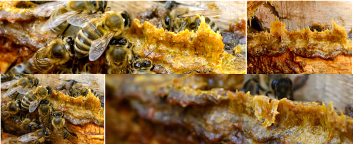 Доброго времени суток! Если вы хотите, чтобы пчелиная семья была сильной и здоровой, вам надо слегка "испортить их дом и заставить его ремонтировать так, как они это умеют".-2
