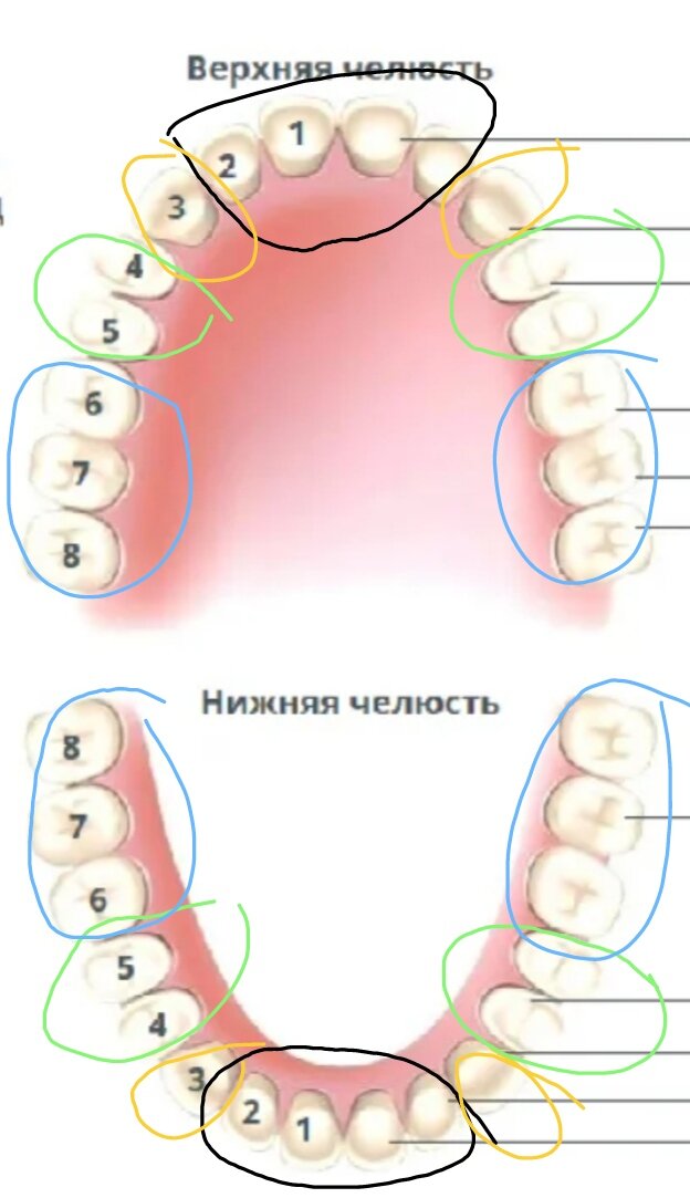 Постоянные зубы. Резцы выделены чёрным, клыки жёлтым, малые коренные зелёным и большие коренные синим. 