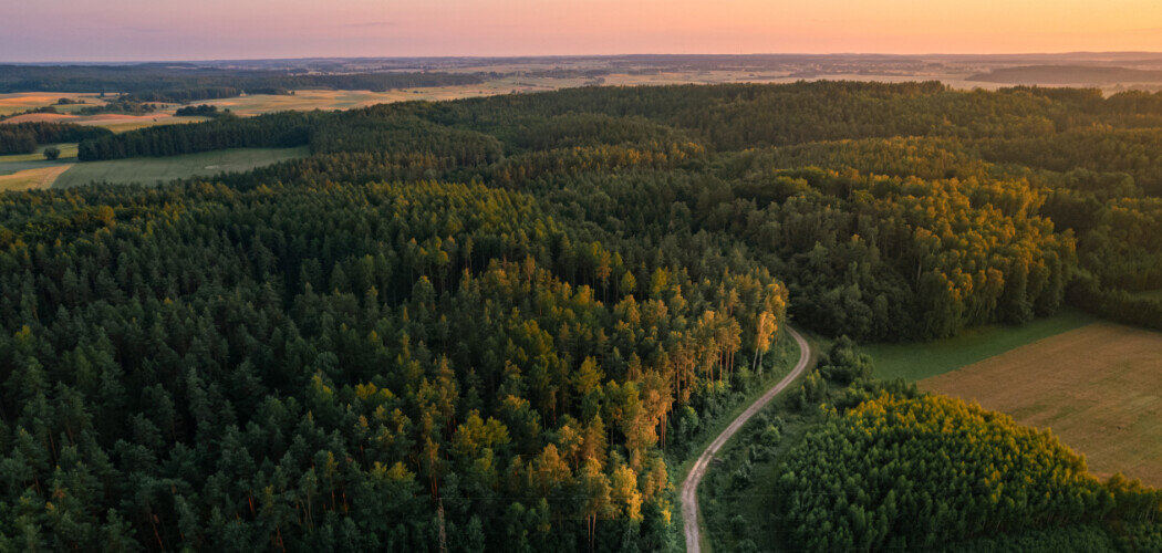Сейчас на планете произрастает около 73 тысяч пород деревьев Фото: © Cronislaw / Shutterstock / FOTODOM