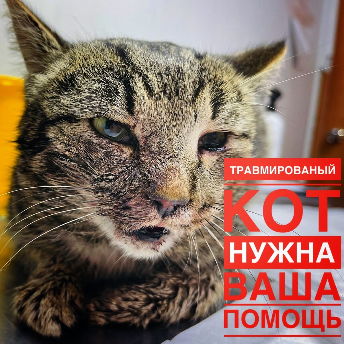 "День стольника" для котика