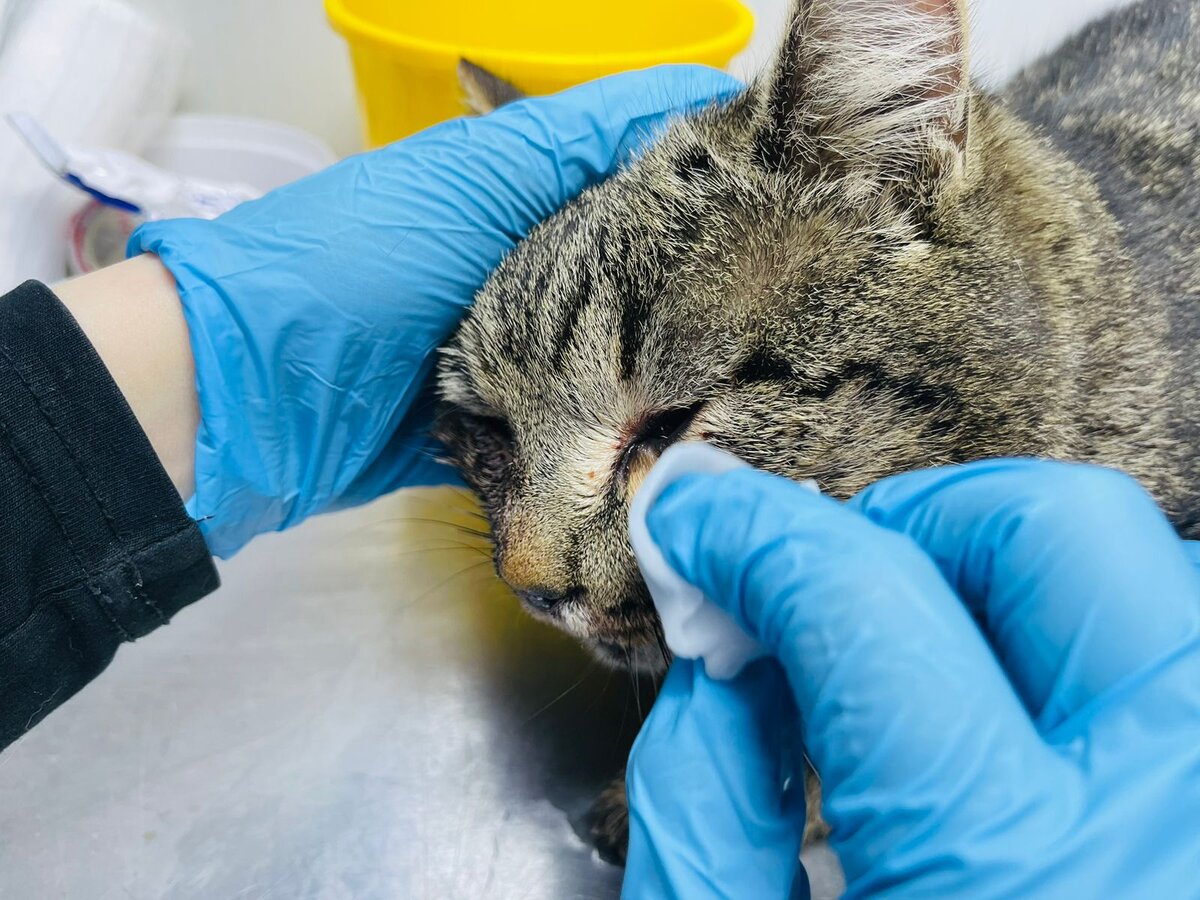 Котик в тяжелом состоянии...