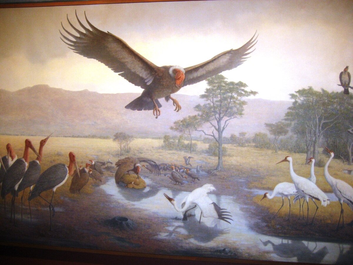 Тераторн высматривает чем бы полакомиться.