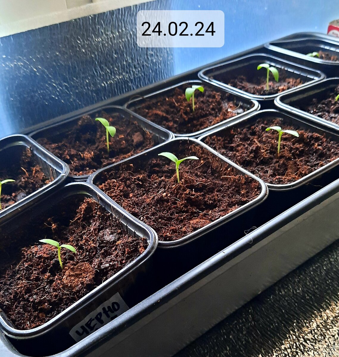 подготовка грунта для цветов. субстрат vulkaponic. грунт для рассады. почва для рассады. почва для рассады томатов.