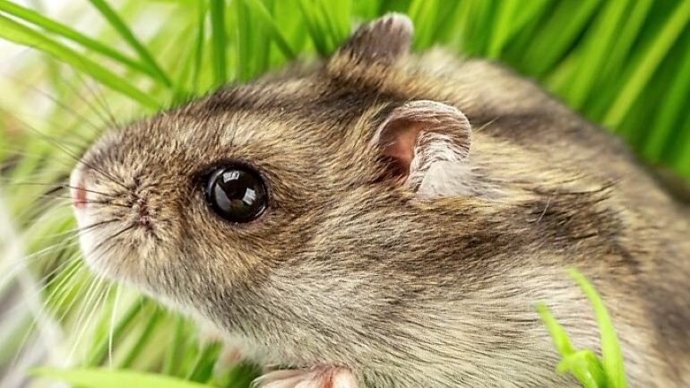  Фото джунгарский хомяк