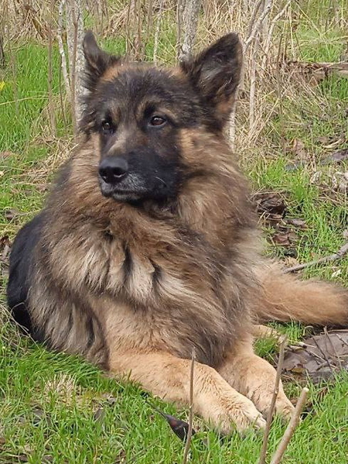 ПЕС БАЛБЕС ФОТО: СОЦСЕТИ