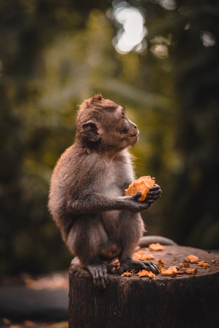 <a href="https://ru.freepik.com/free-photo/cute-macaque-monkey-eating-a-fruit_13962833.htm#fromView=search&page=1&position=18&uuid=4de9d93b-118d-4d27-ab8a-41f18b1119aa">Изображение от wirestock на Freepik</a>